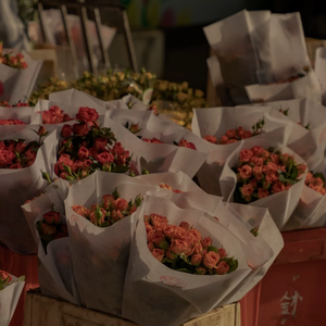 藤原辽子初菊门注入
